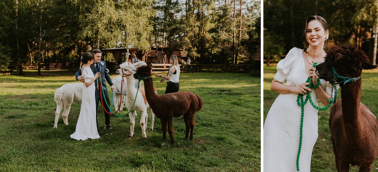 Para młoda z alpakami na weselu, zielone tło.